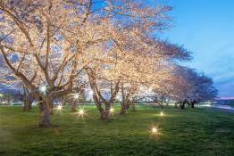 Cherry Blossom Trees.